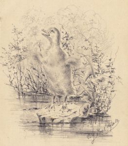 Carl Peter Goebel, Junge Ente, Bleistiftzeichnung, signiert, datiert 1883-image