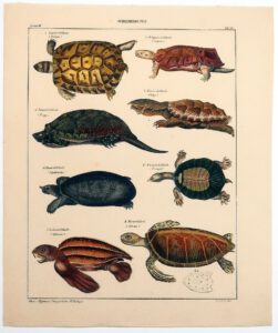 Schildkröten, handkolorierte Lithographie, 1843-image