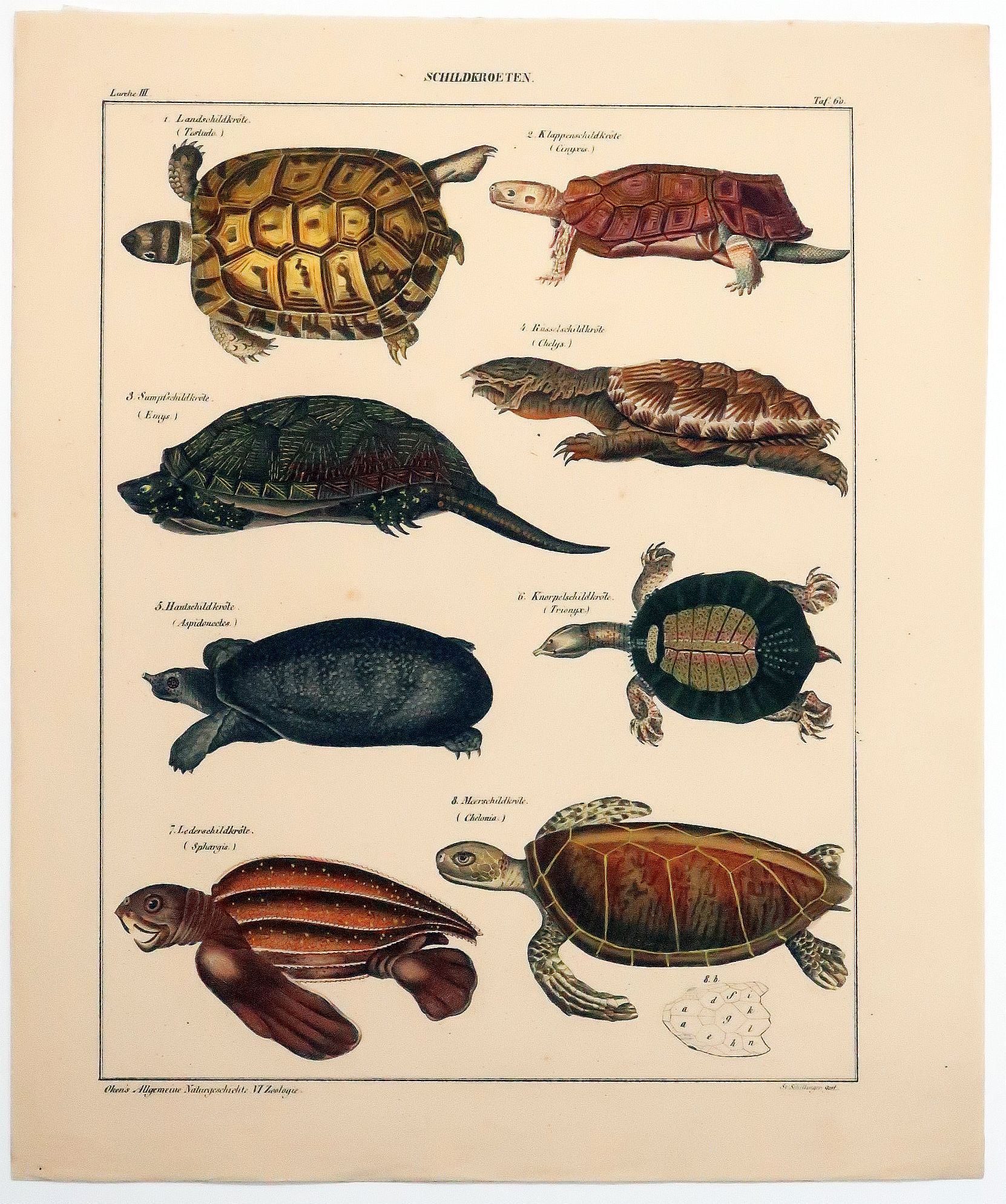 Schildkröten, handkolorierte Lithographie, 1843-image