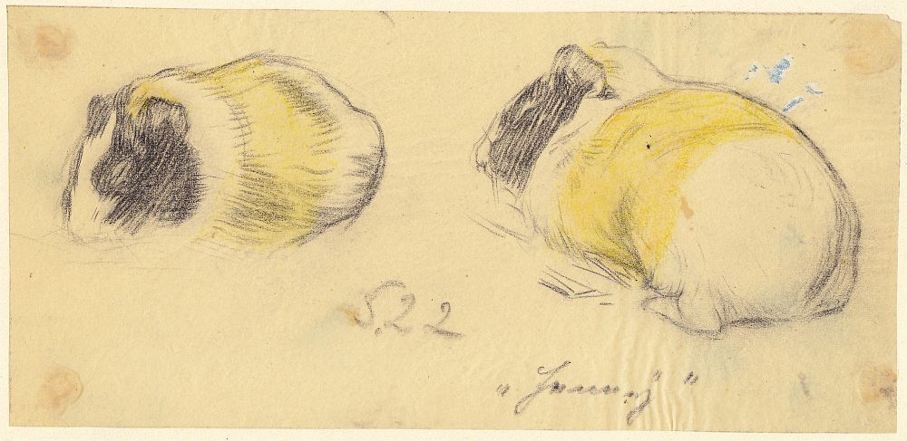 Alfred Seidlitz, Meerschweinchen, 4 Zeichnungen, Bleistift, aquarell., 1890-1922-image