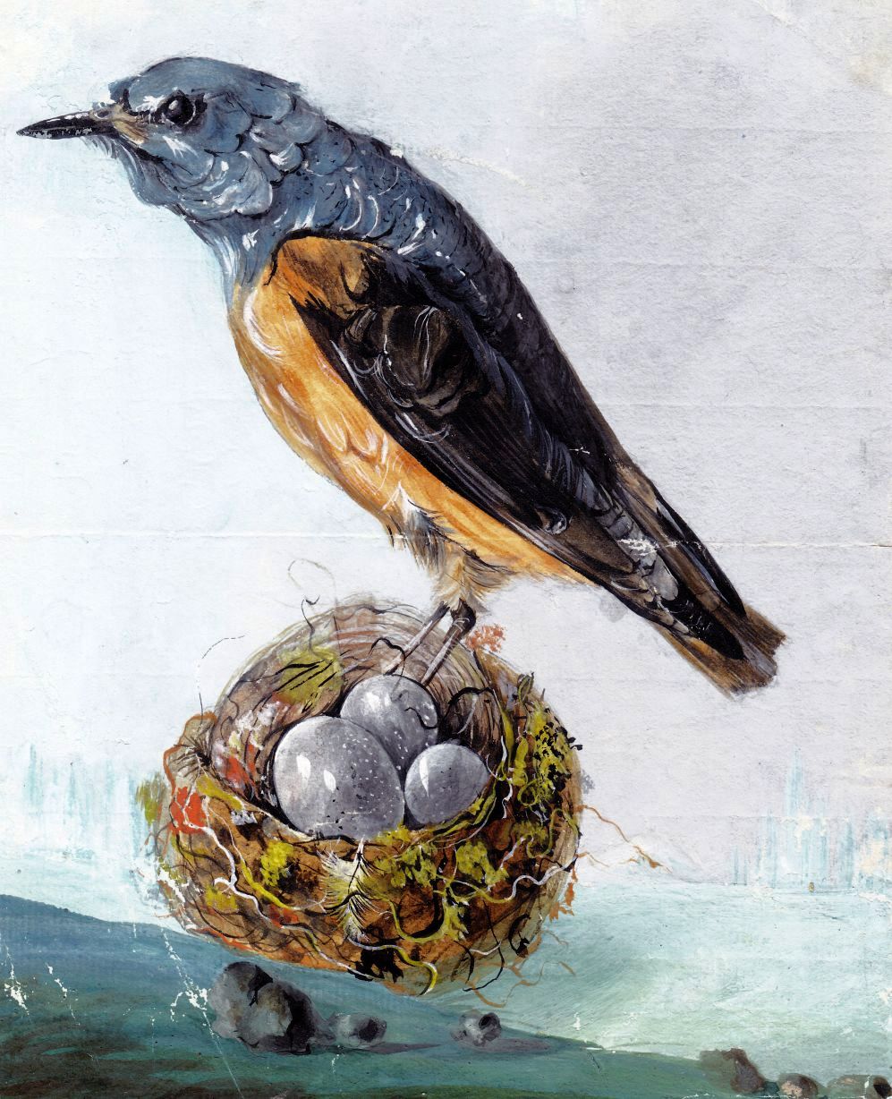 Josef Neugebauer, zugeschrieben, Vogel mit Nest, Guache, um 1850-image