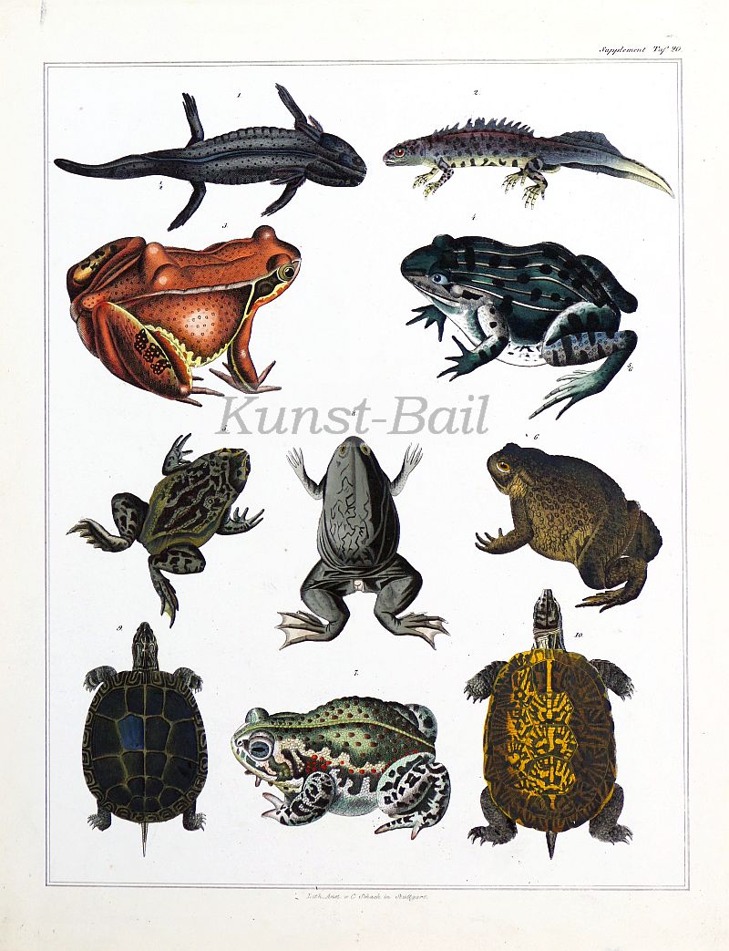 Amphibien und Schildkröten, kolorierte Lithographie, 1843-image