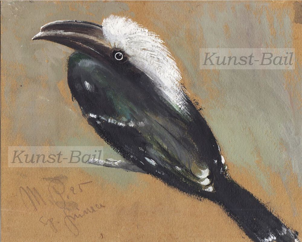 Moritz Pathe, Weisskopf-Hornvogel (auch Perückentoko), Mischtechnik, 1925-image