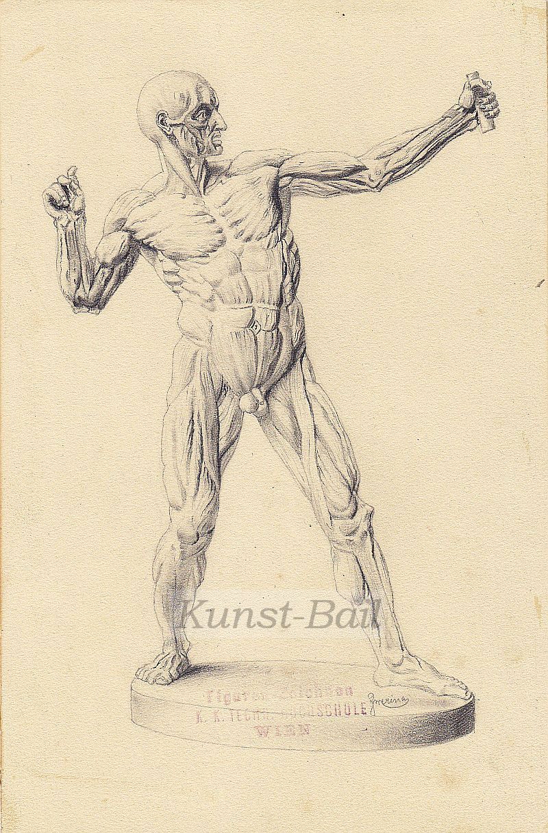 Zwerina (?), anatomisches Modell eines männlichen Körpers, Bleistiftzeichnung, signiert, Wien, um 1880-1900-image