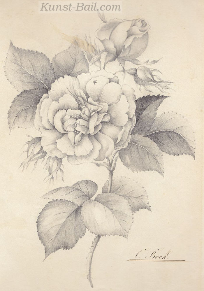 C. Bock, Rose, Bleistift, laviert, um 1820/40-image