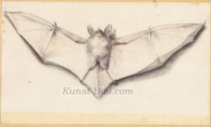 Kopie nach Hans Holbein dem Jüngeren, Fledermaus, Bleistift, 2. Hälfte 19. Jahrhundert-image