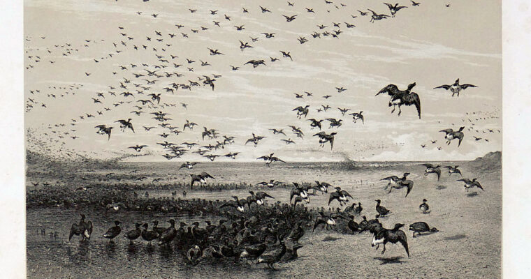 Eugen Krüger, Rottgänse am Nordseestrand, Lithographie, 1866