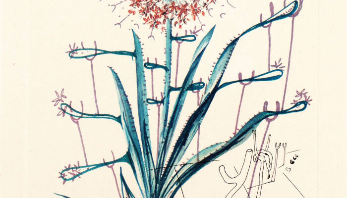Salvador Dali, Allium christophi philique puberscentes, Original Kaltnadel-Radierung über farbiger Heliogravur, 1972, signiert, nummeriert