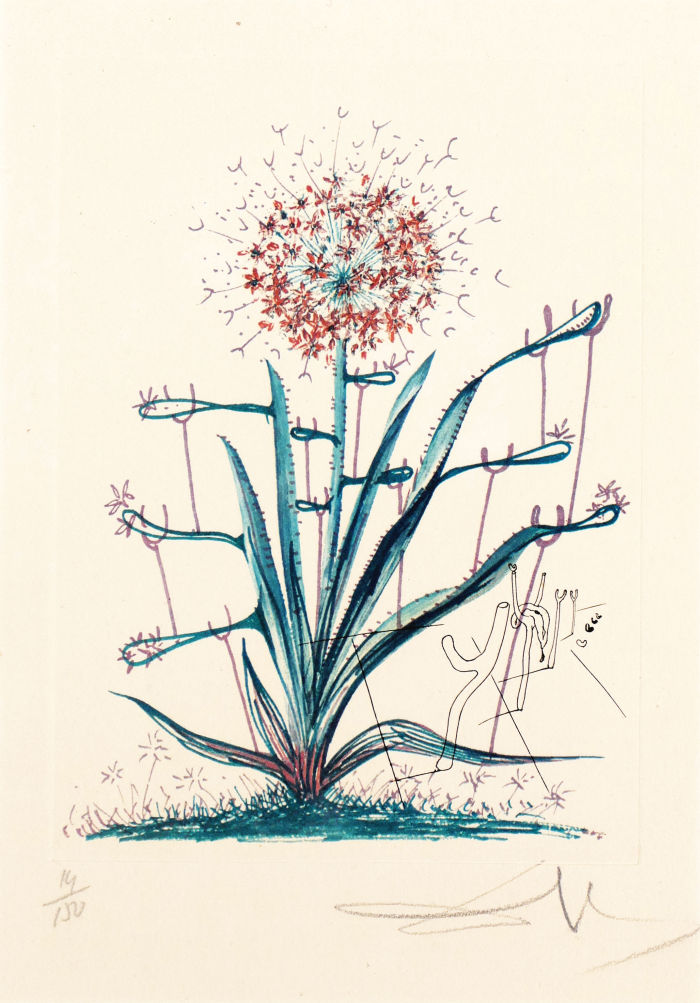 Salvador Dali, Allium christophi philique puberscentes, Original Kaltnadel-Radierung über farbiger Heliogravur, 1972, signiert, nummeriert-image