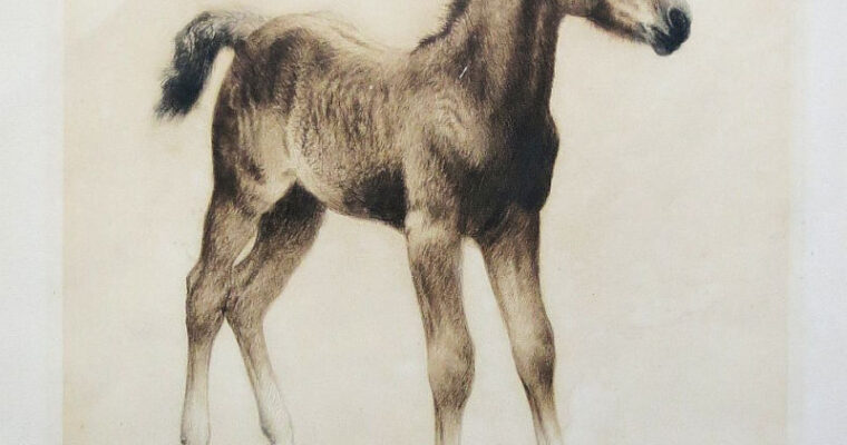 Kurt Meyer-Eberhardt, Fohlen, Farbradierung